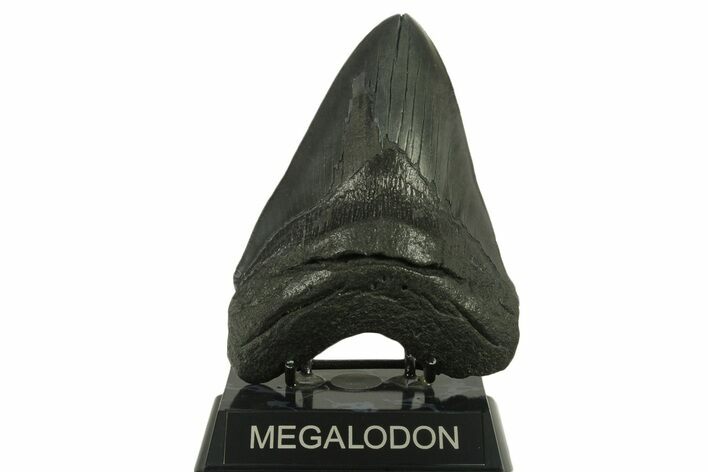 Huge, Serrated, Fossil Megalodon Tooth - South Carolina #383189